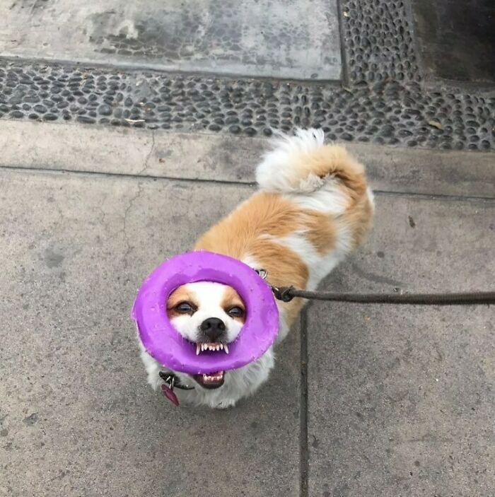 35 Funny And Adorable Dogs That Were Sneakily Photographed
