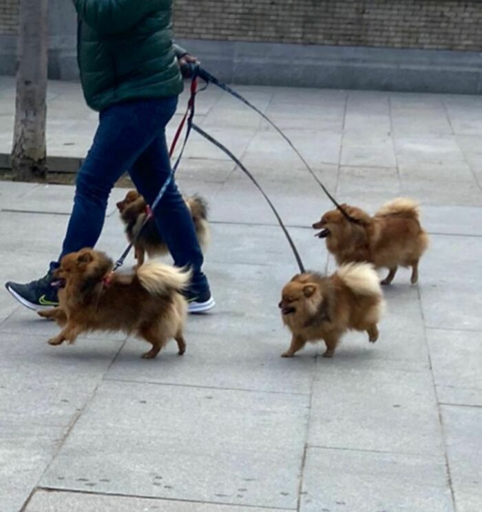 35 Funny And Adorable Dogs That Were Sneakily Photographed