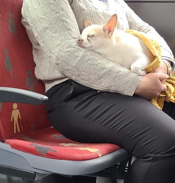 35 Funny And Adorable Dogs That Were Sneakily Photographed