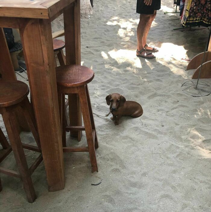 35 Funny And Adorable Dogs That Were Sneakily Photographed