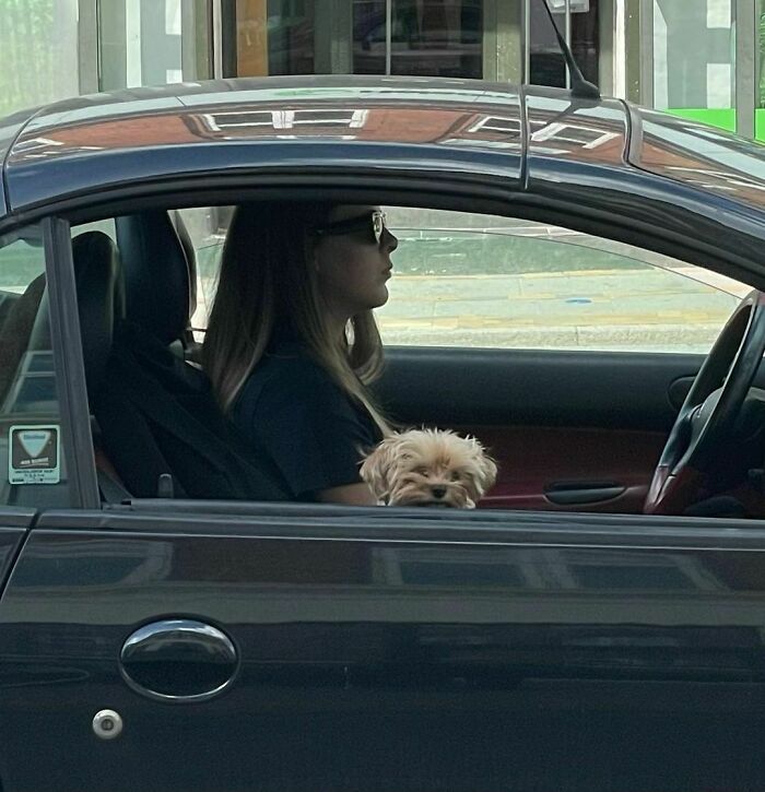 35 Funny And Adorable Dogs That Were Sneakily Photographed