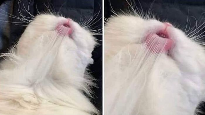 30 Extremely Adorable Cat Pics ! 