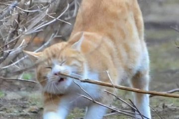 30 Extremely Adorable Cat Pics !