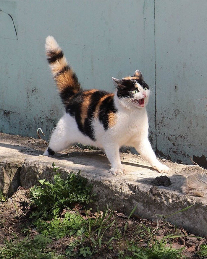 30 Extremely Adorable Cat Pics ! 