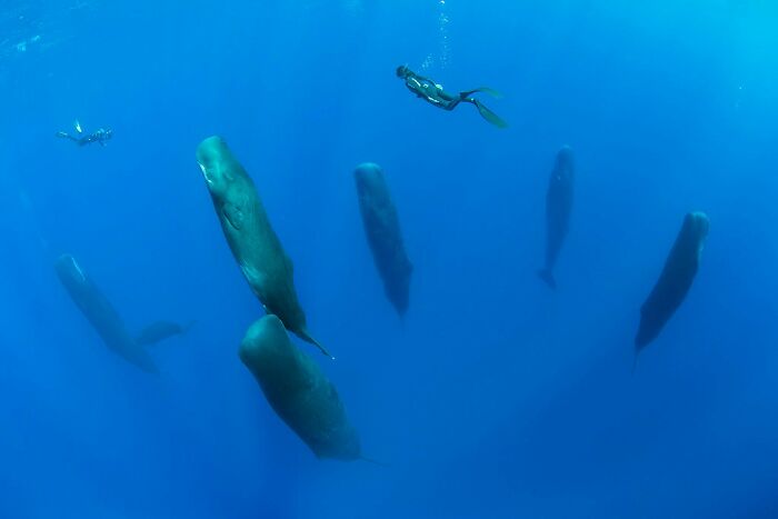 30 Extremely Terrifying Images From The Deep Sea 