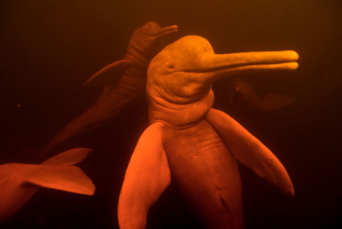 30 Extremely Terrifying Images From The Deep Sea 