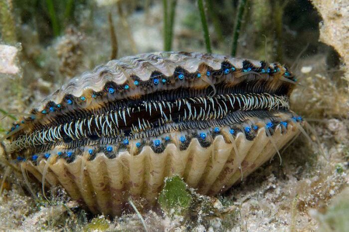 30 Extremely Terrifying Images From The Deep Sea 
