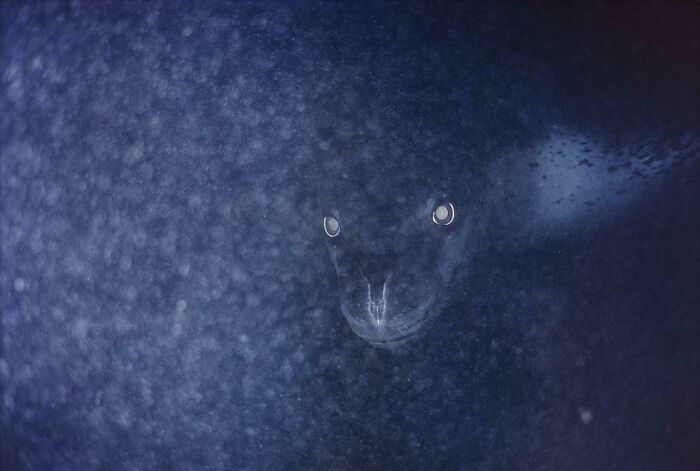 30 Ex30 Extremely Terrifying Images From The Deep Sea Tremely Terrifying Images From The Deep Sea 
