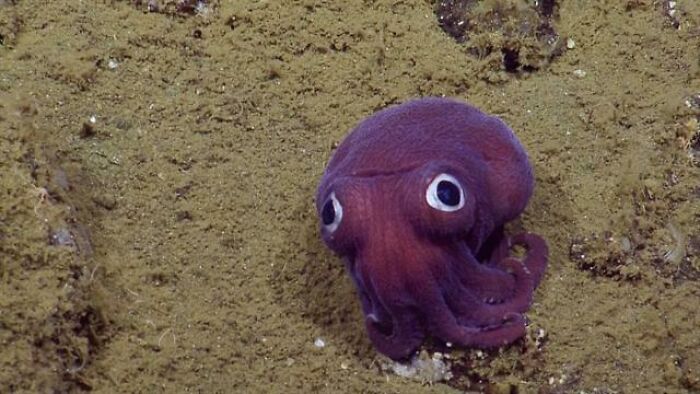 30 Extremely Terrifying Images From The Deep Sea 