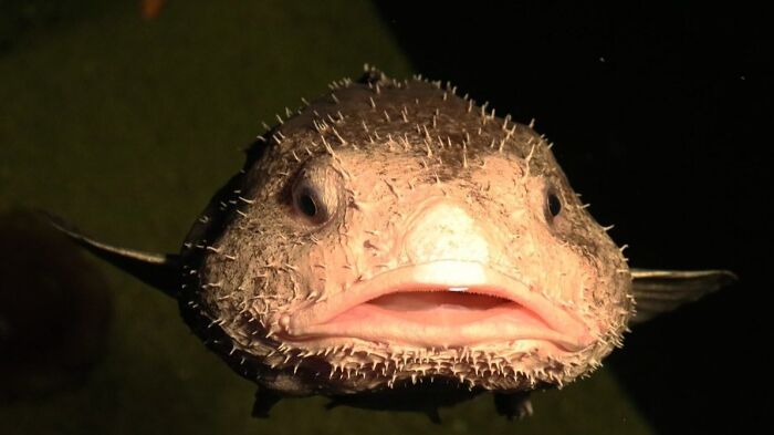30 Extremely Terrifying Images From The Deep Sea 