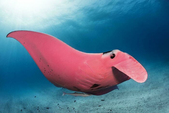 30 Extremely Terrifying Images From The Deep Sea 