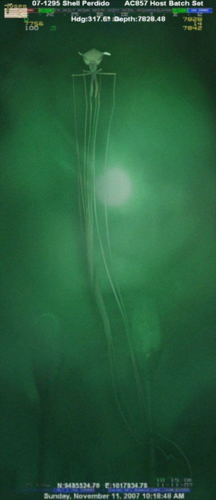 30 Extremely Terrifying Images From The Deep Sea 