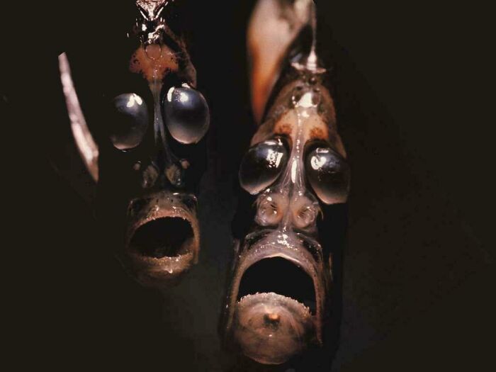 30 Extremely Terrifying Images From The Deep Sea 