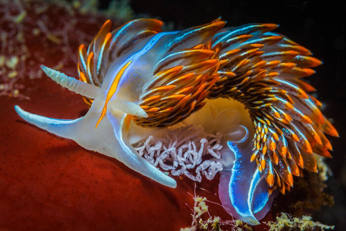 30 Extremely Terrifying Images From The Deep Sea 