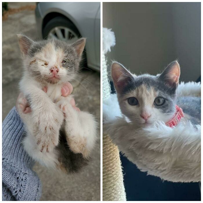 30 Abolutly Addorable Pictures Of Cats Before And After They Were Rescued