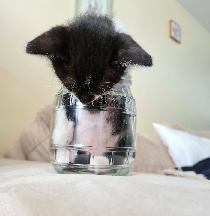 30 absolutely Adorable ‘If I Fits, I Sits’ Animal Pics 