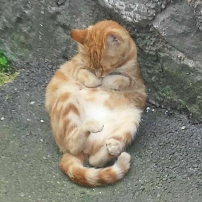 30 Nonsense Pics Of Cats That Weirdly Make Sense 