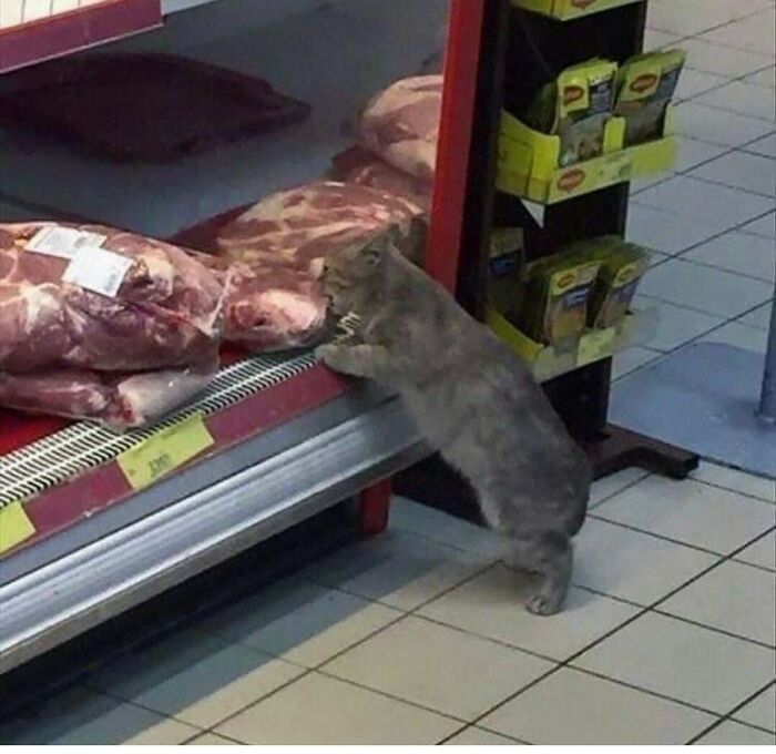 30 Nonsense Pics Of Cats That Weirdly Make Sense 