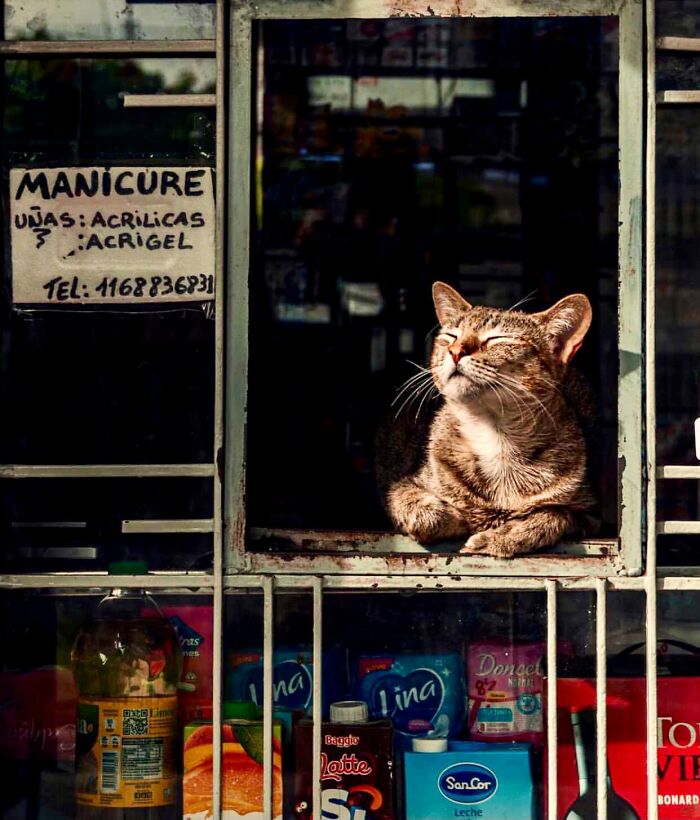 30 Awesome Images Of Cats Acting Like They Own The Place 