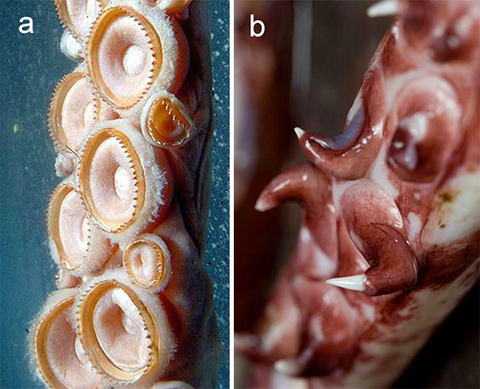30 Extremely Terrifying Images From The Deep Sea 