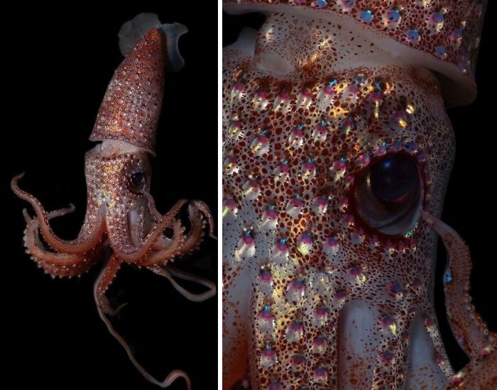 30 Extremely Terrifying Images From The Deep Sea 