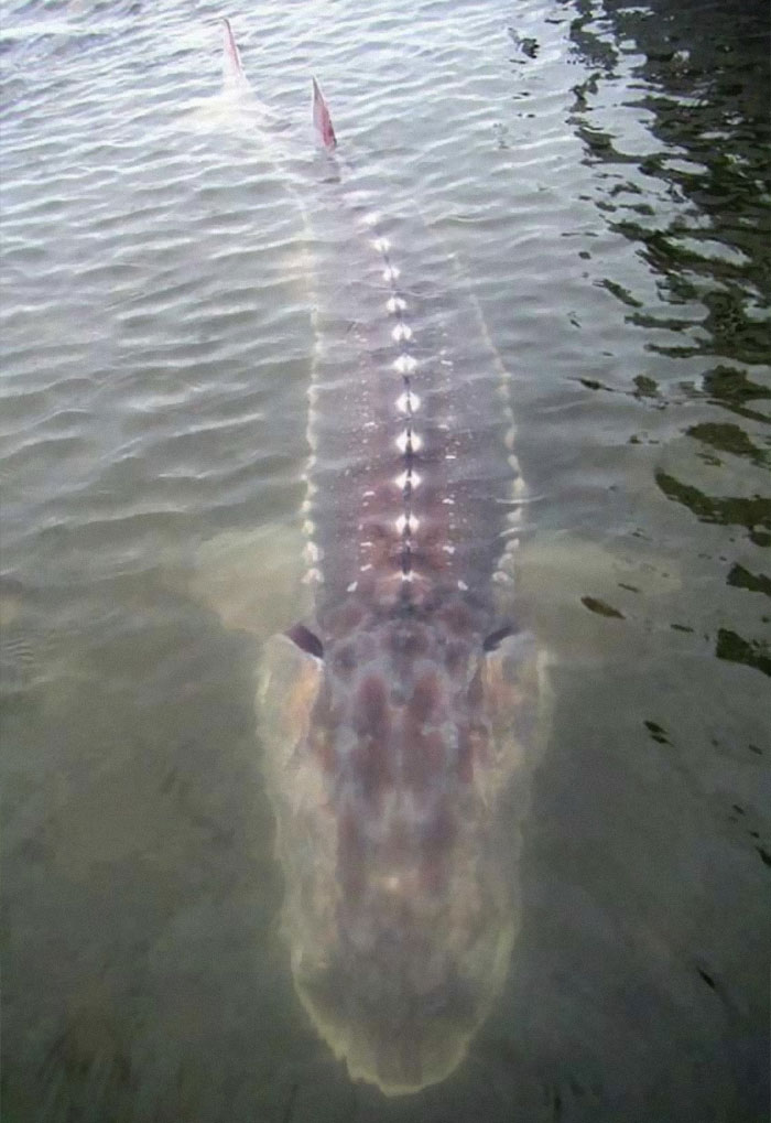 30 Extremely Terrifying Images From The Deep Sea 