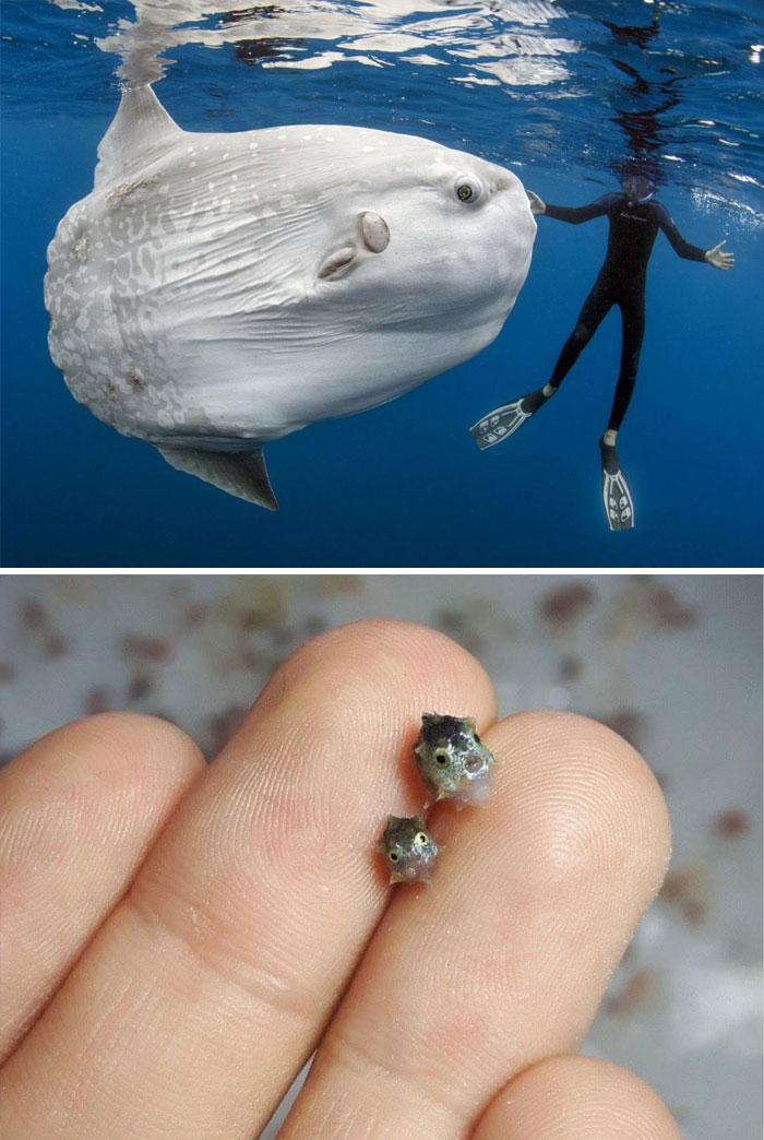 30 Extremely Terrifying Images From The Deep Sea 