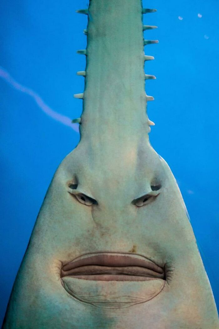 30 Extremely Terrifying Images From The Deep Sea 