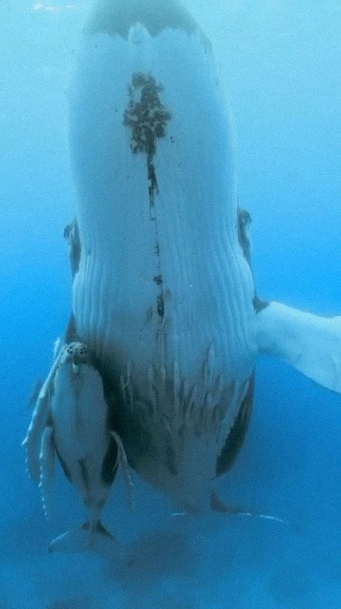 30 Extremely Terrifying Images From The Deep Sea 