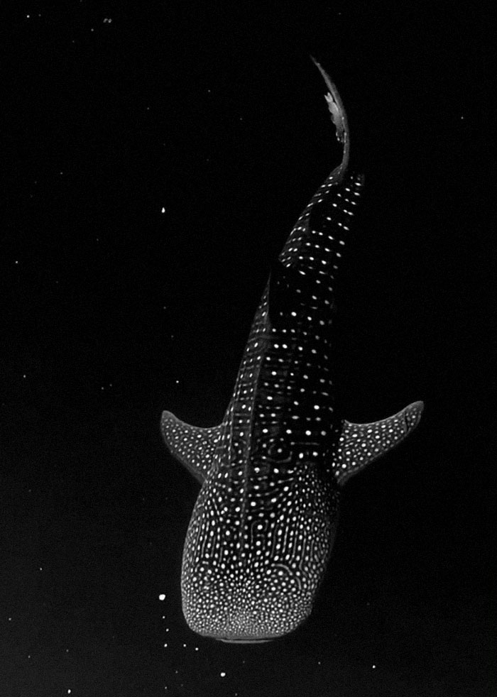 30 Extremely Terrifying Images From The Deep Sea 