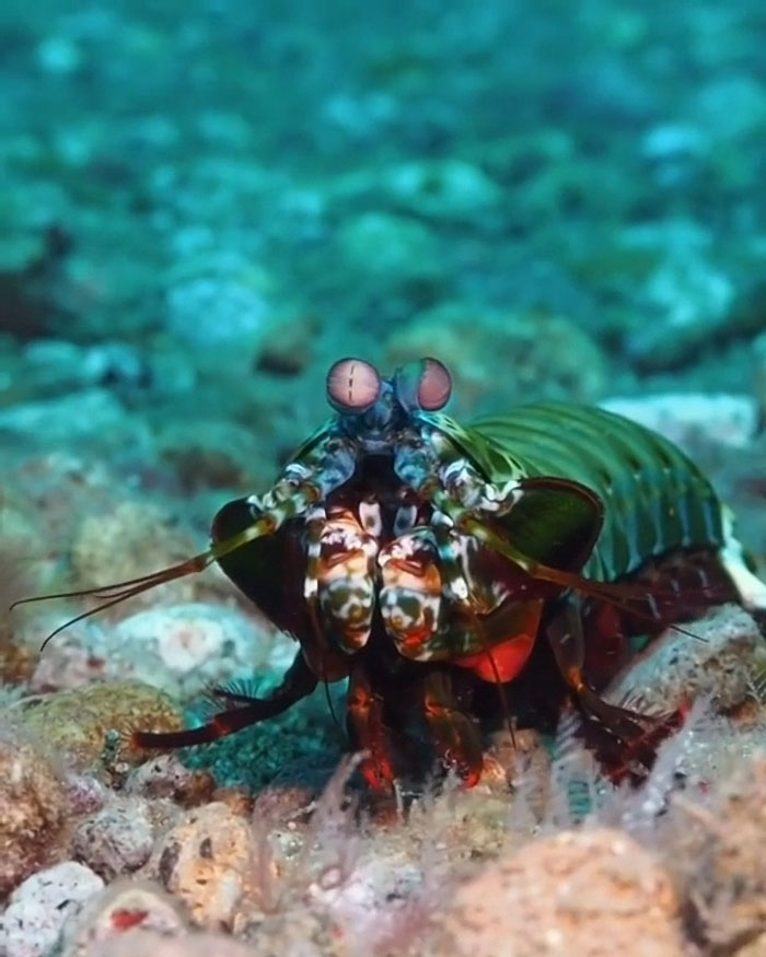 30 Extremely Terrifying Images From The Deep Sea 