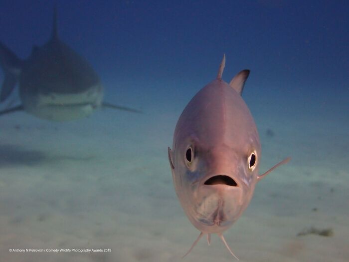 30 Extremely Terrifying Images From The Deep Sea 