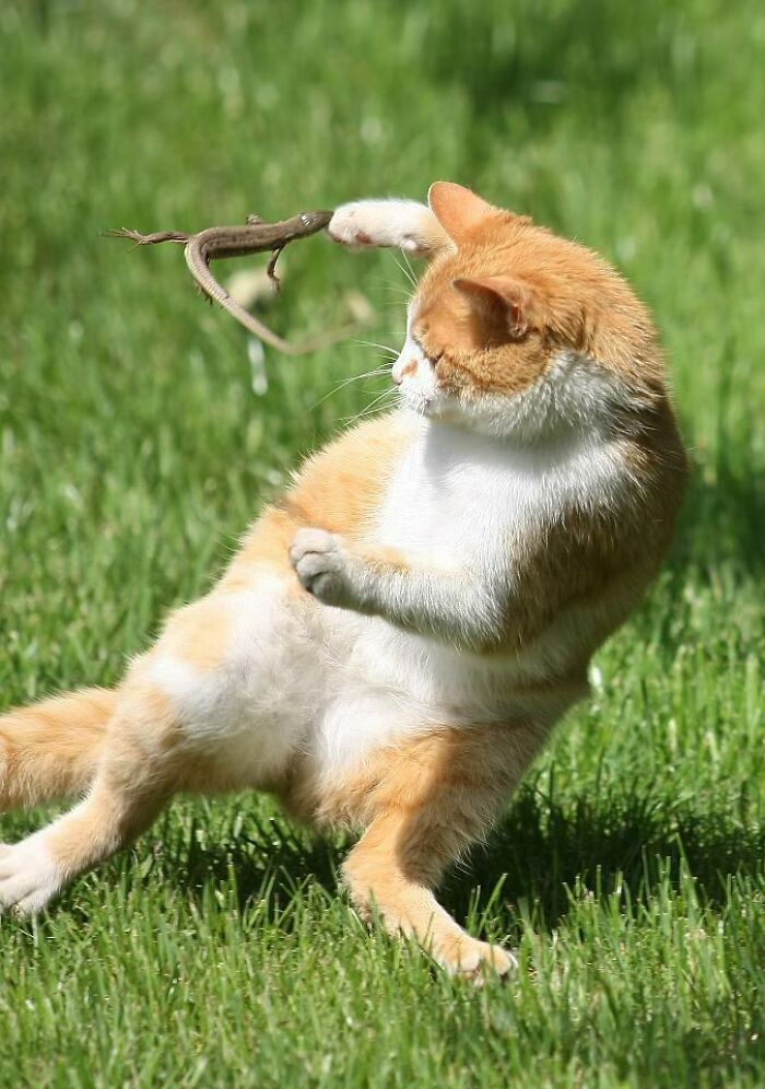 30 Times Lizards Were Caught Being Unbearably Cute
