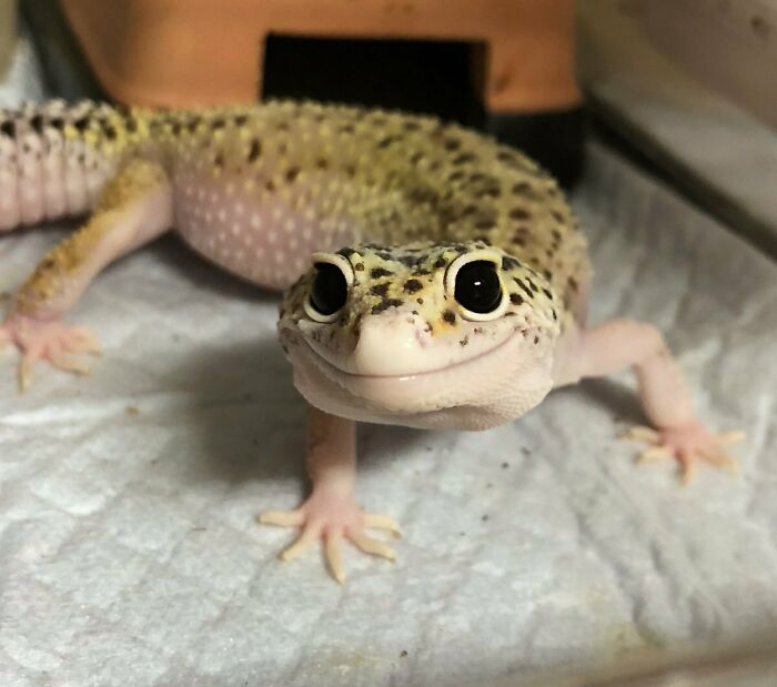 30 Times Lizards Were Caught Being Unbearably Cute