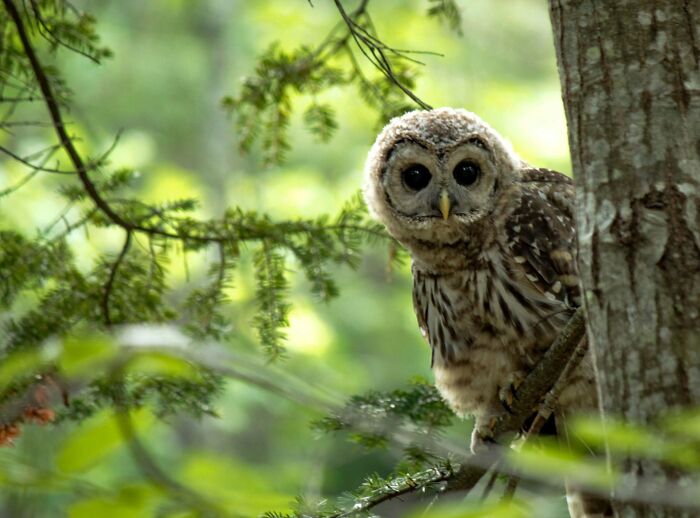 30 Amazing Photos Of The Birds You Must See 