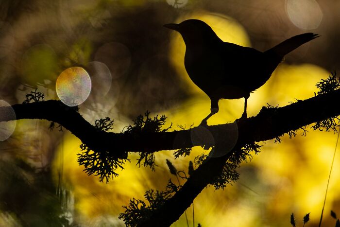 30 Amazing Photos Of The Birds You Must See 