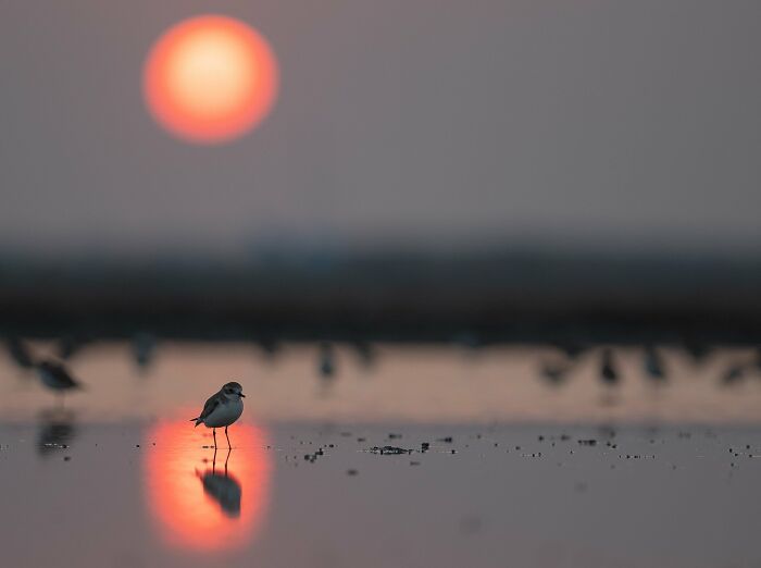 30 Amazing Photos Of The Birds You Must See 