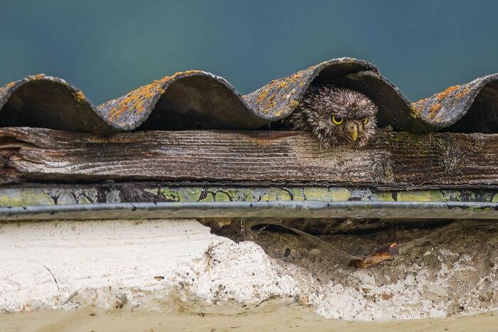 30 Amazing Photos Of The Birds You Must See 