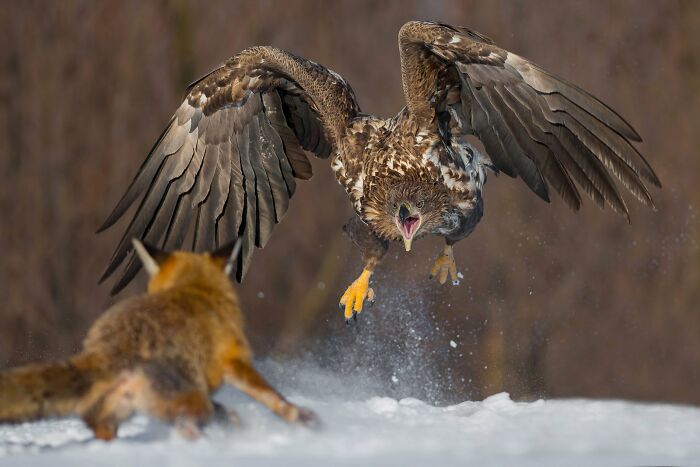 30 Amazing Photos Of The Birds You Must See 