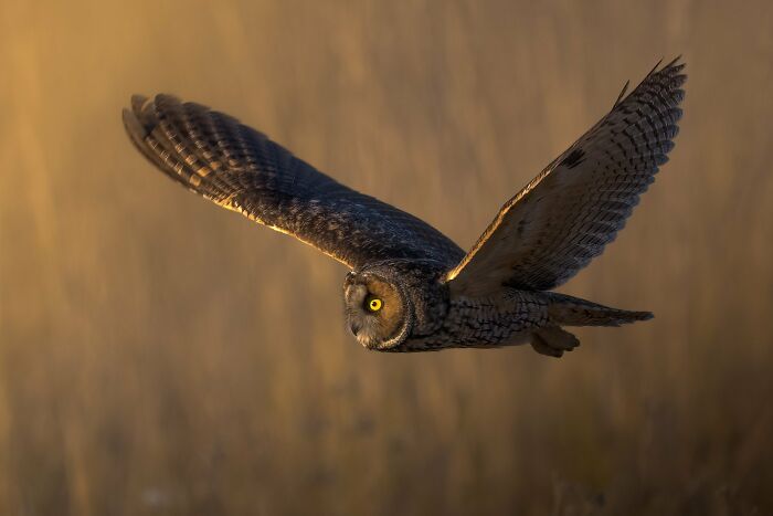 30 Amazing Photos Of The Birds You Must See 