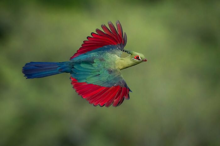 30 Amazing Photos Of The Birds You Must See 