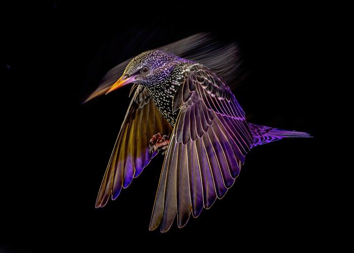 30 Amazing Photos Of The Birds You Must See 