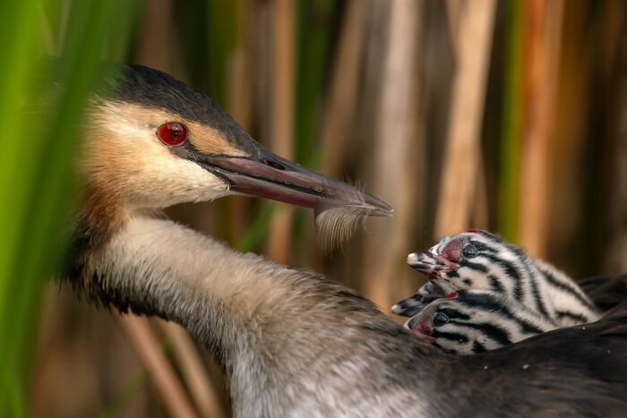 30 Amazing Photos Of The Birds You Must See 