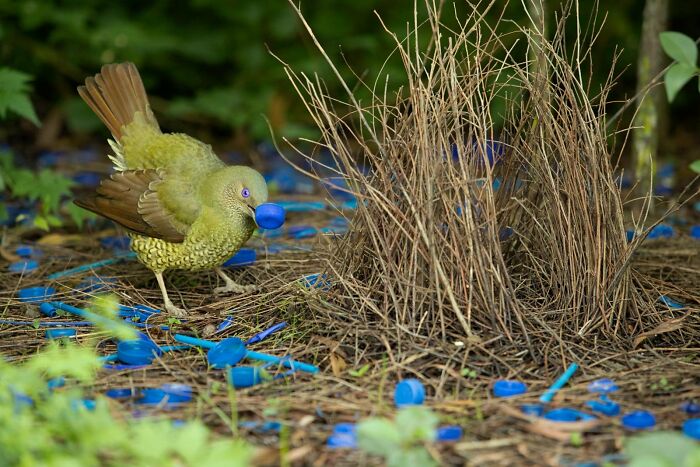 30 Amazing Photos Of The Birds You Must See 