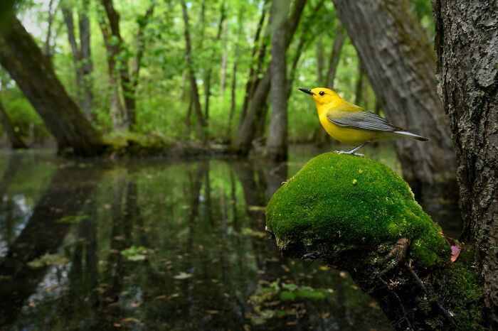 30 Amazing Photos Of The Birds You Must See 