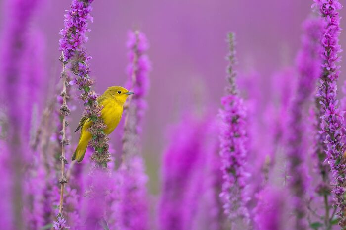 30 Amazing Photos Of The Birds You Must See 