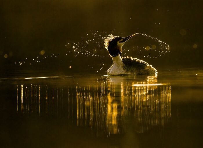 30 Amazing Photos Of The Birds You Must See 