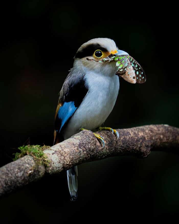 30 Amazing Photos Of The Birds You Must See 