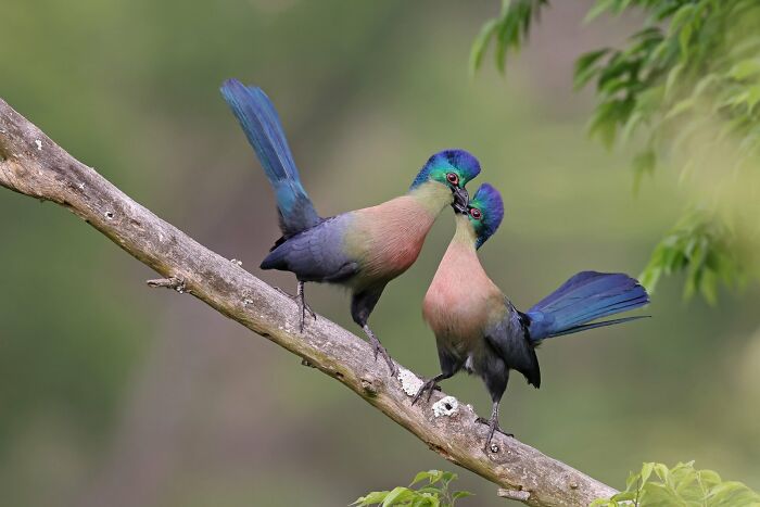 30 Amazing Photos Of The Birds You Must See 