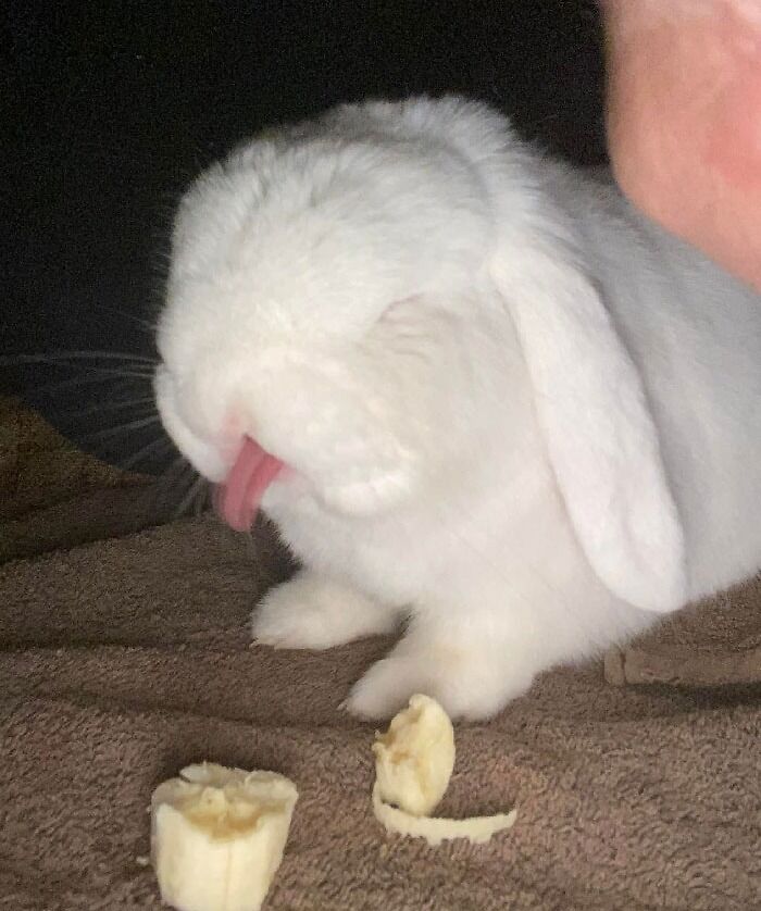 30 Shocking Times Bunnies Were More Terrifying Than Cute